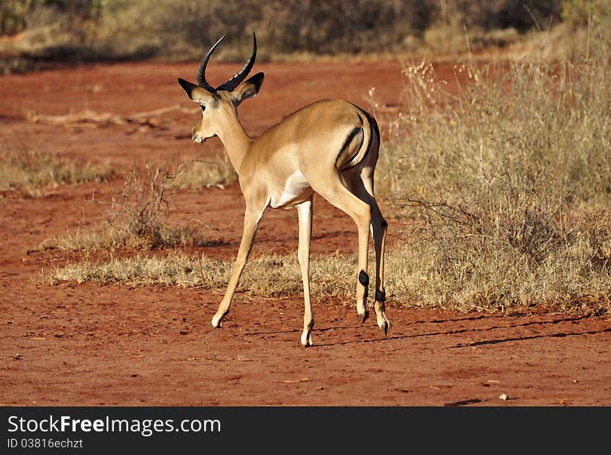 Gazelle running in Tsavo West Kenya, Africa. Gazelle running in Tsavo West Kenya, Africa