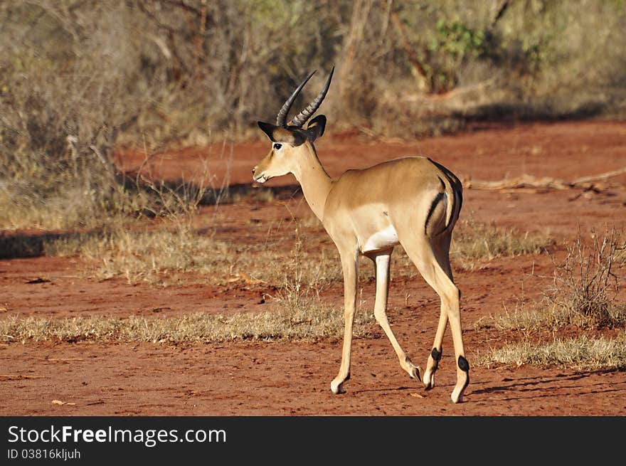 Gazelle eating in Tsavo West Kenya. Gazelle eating in Tsavo West Kenya