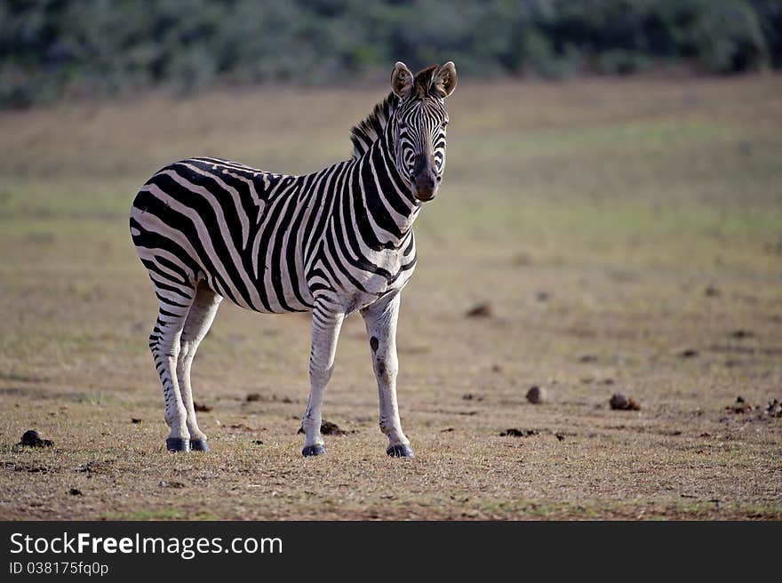 Zebra Stallion