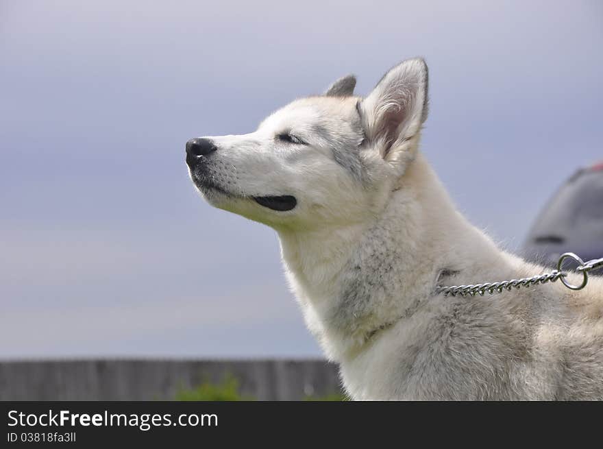 Dog Smelling The Air