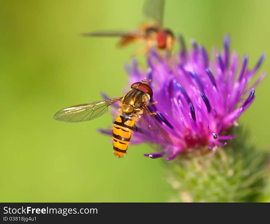 Bur thorny flower with bee.