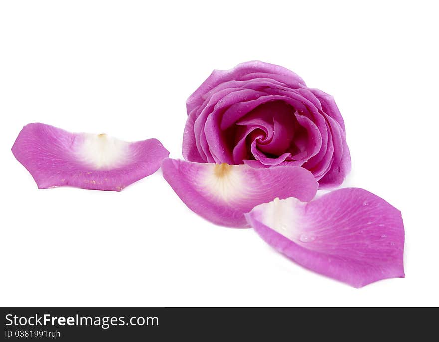 Pink rose and petals isolated on white