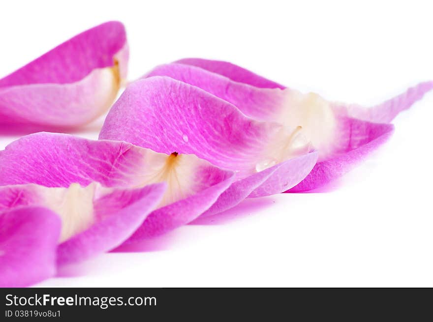 Pink petals isolated on white