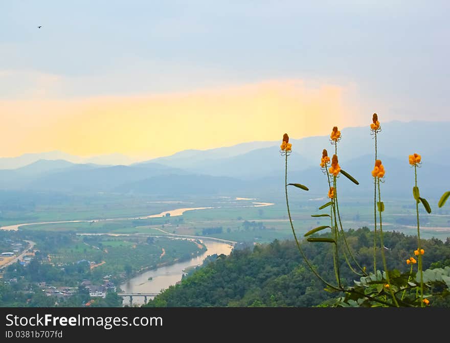 Flower and view