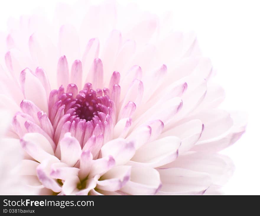 Pink chrysanthemum