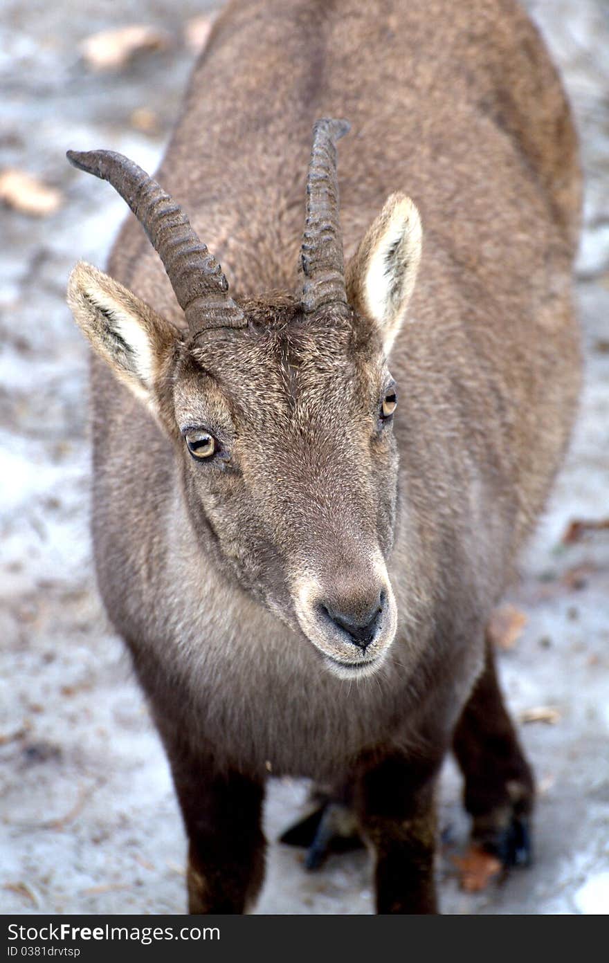 Alpine Steinbock - Capra ibex ibex