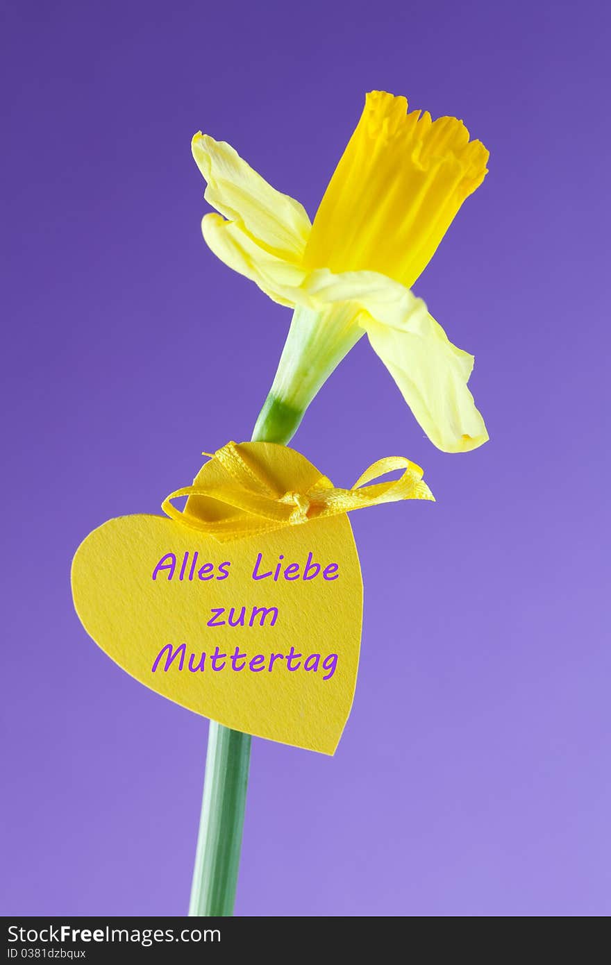 Daffodil with heart label in front of violet background. Daffodil with heart label in front of violet background