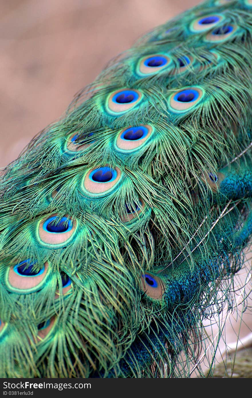 Peacock Eye