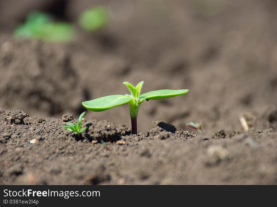 Young green sprout making the way from soil