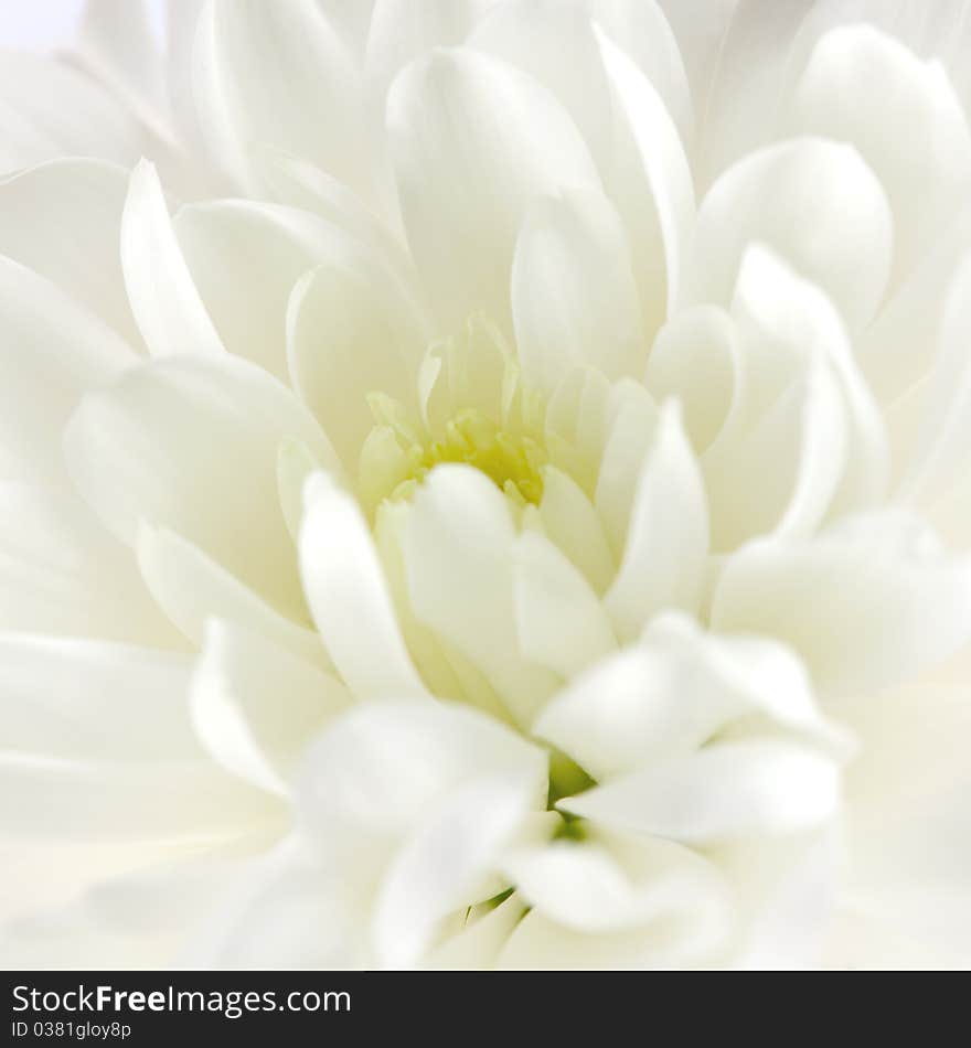 Chrysanthemum