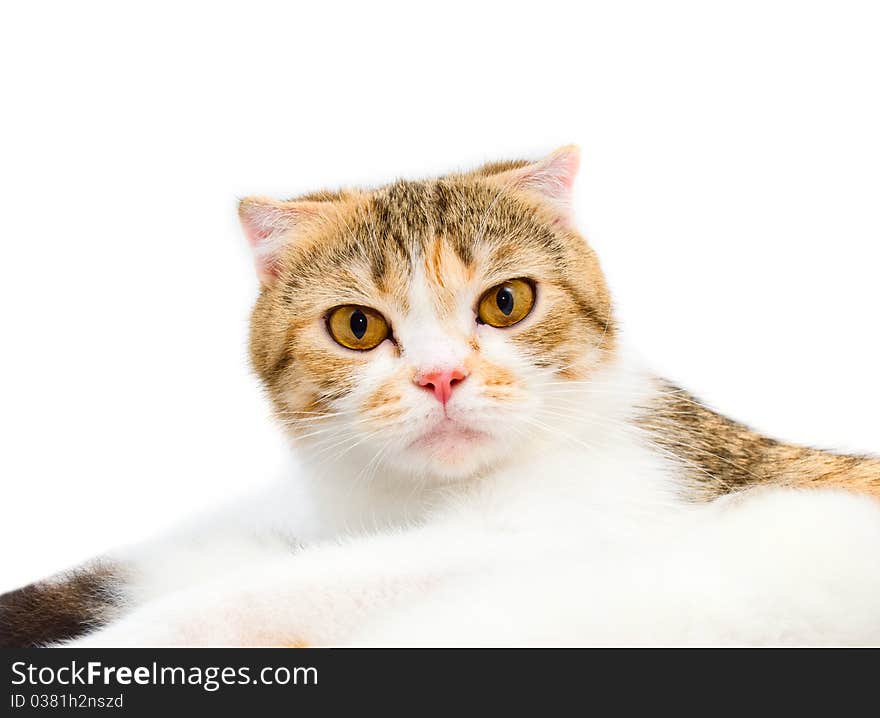 Portrait of a young cat of the Scottish breed