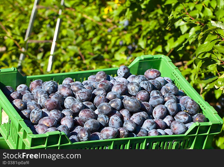 Ripe Plums with Trees in Background. They got picked freshly