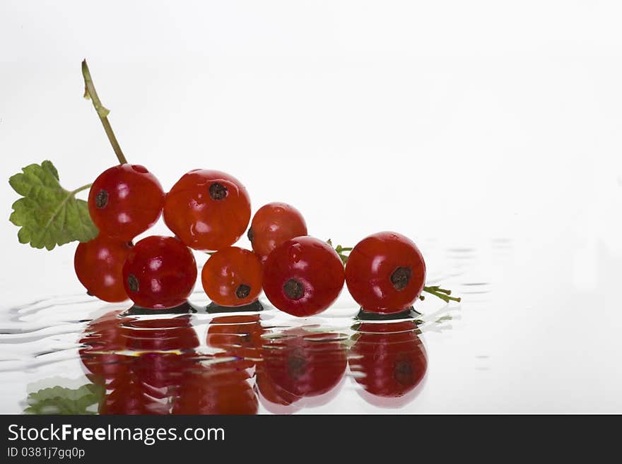 Redcurrant Laing In Water Drops Background