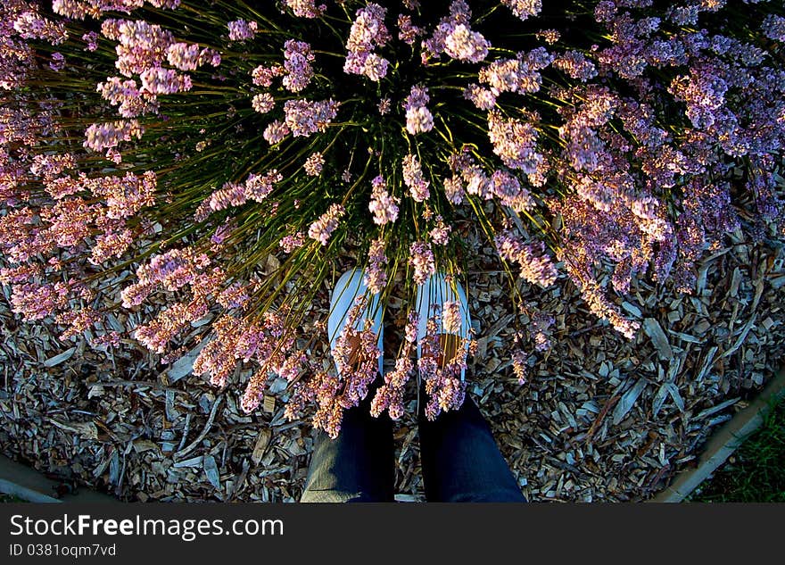 Feet at lavender fields at Tasmania