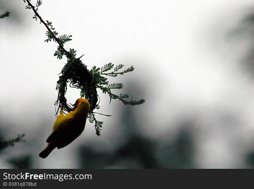 Tanzanian weaver bird weaving nest against sky. Tanzanian weaver bird weaving nest against sky