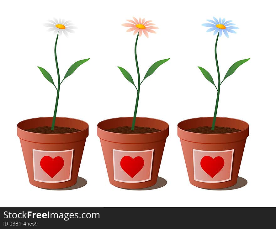 Three blue flowers in flowerpots