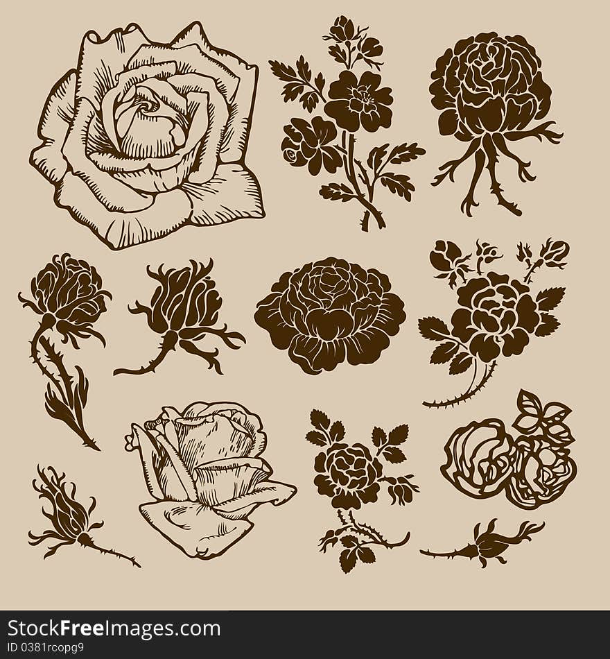 Set of decorative various rose flowers. isolated. Set of decorative various rose flowers. isolated