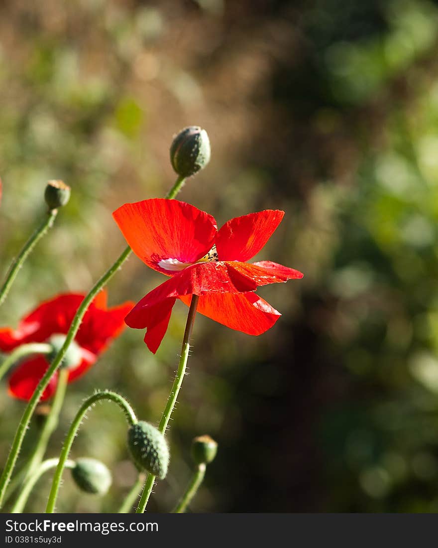 Flowering red poppy on a green background. Flowering red poppy on a green background