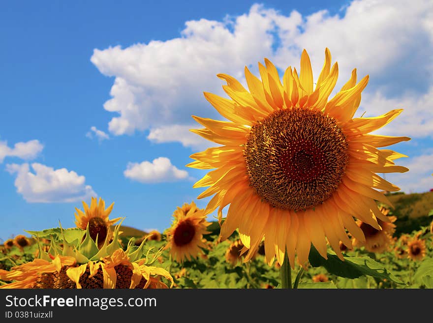 Sunflower Flower