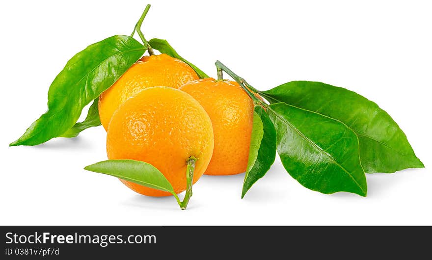 Three tangerines over white background. Three tangerines over white background