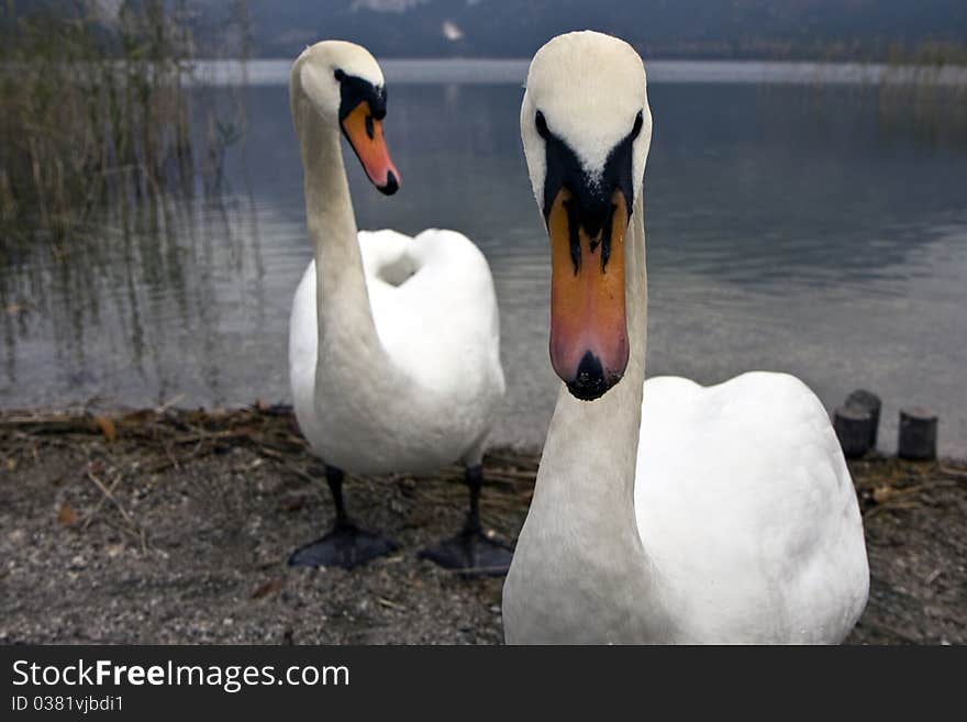 Two white swans on a lake. Two white swans on a lake