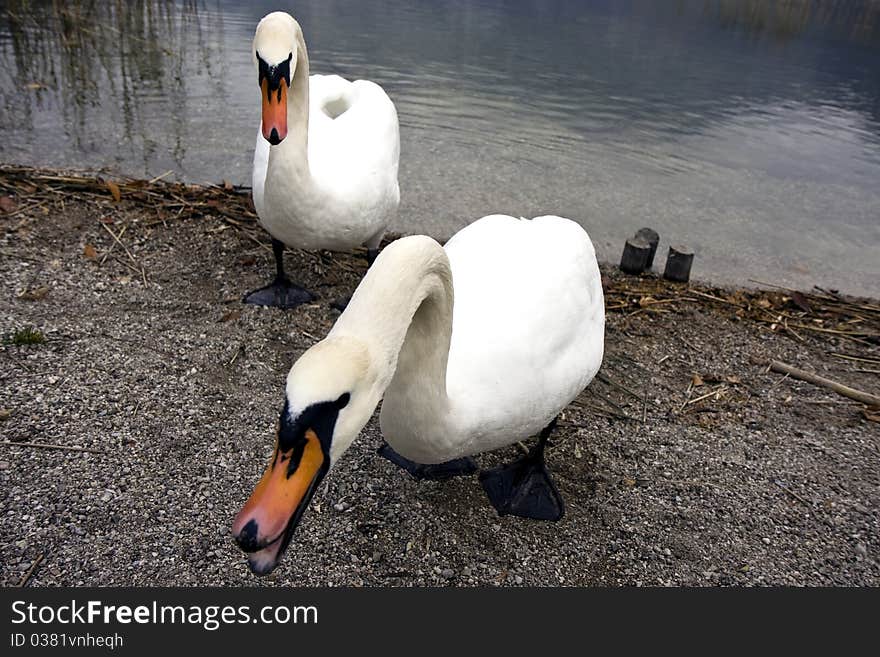 Swan next to a lake