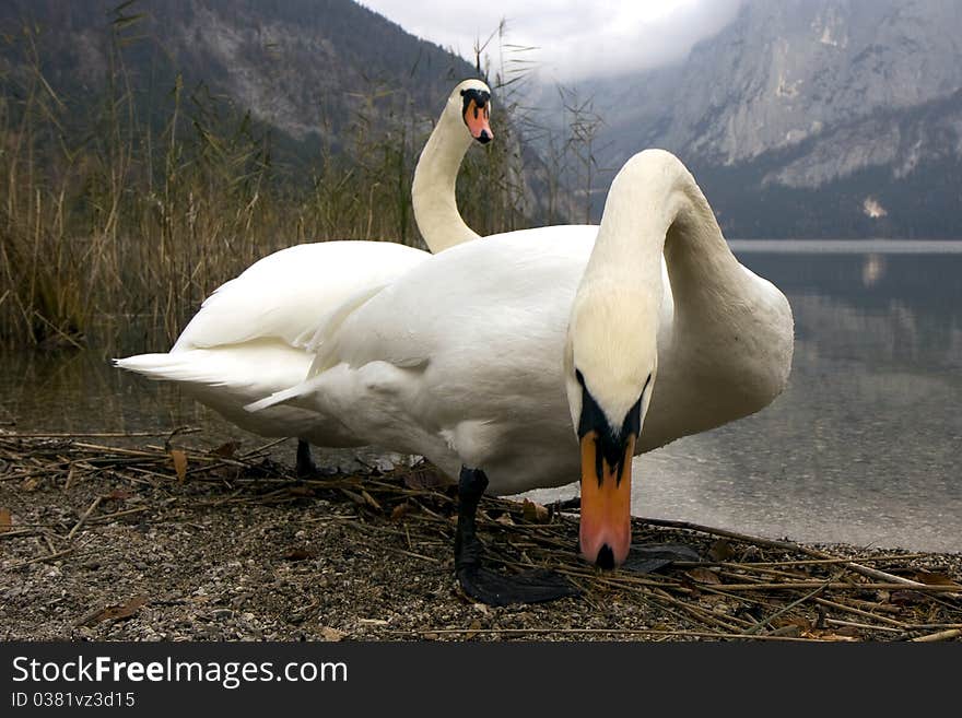 Two white swans on a lake. Two white swans on a lake