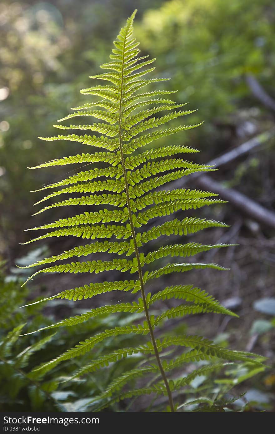 Green wild fern in forest. Green wild fern in forest