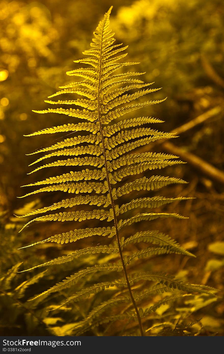 Green wild fern in forest. Green wild fern in forest