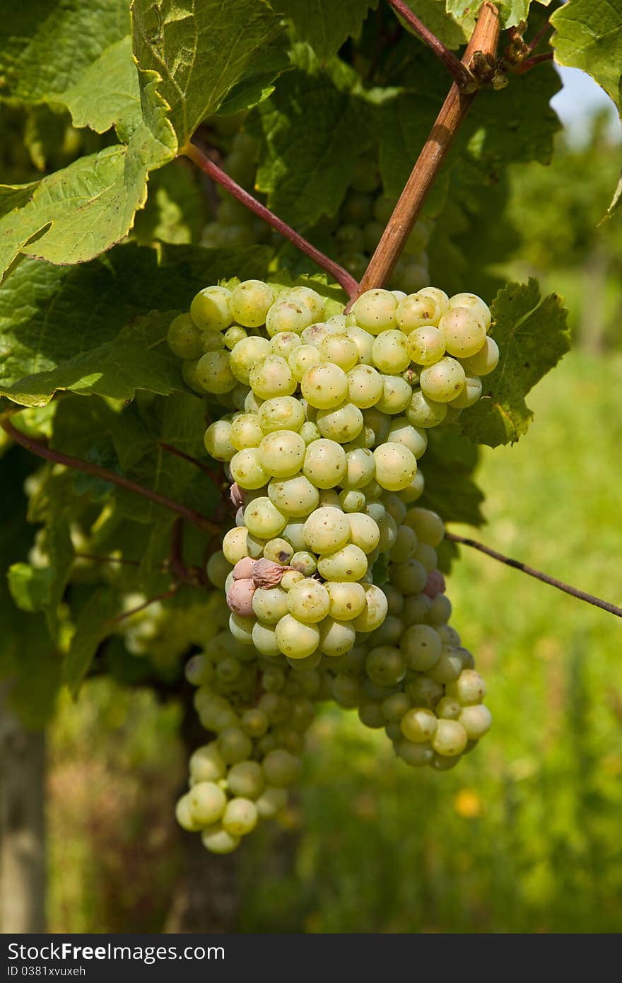 Cluster of white grapes in the vineyard in indian summer. Cluster of white grapes in the vineyard in indian summer