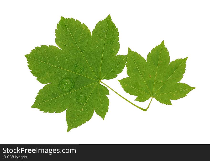 Brightly green maple leaf isolated on a white background