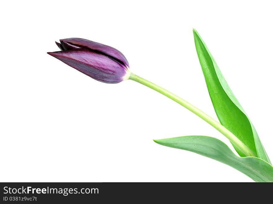 Black tulip isolated on white background.