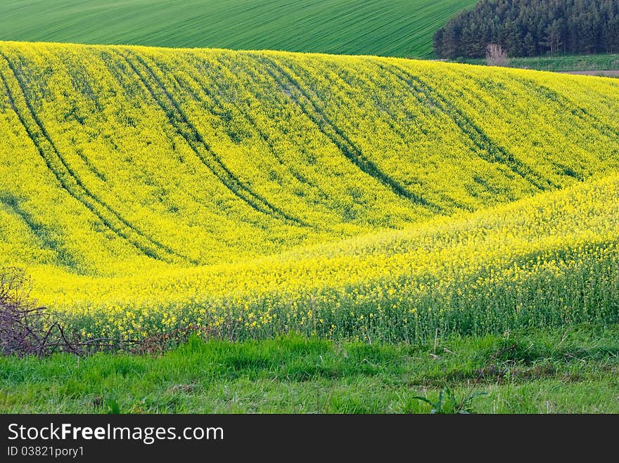 Wavy rape field with green grass around it.