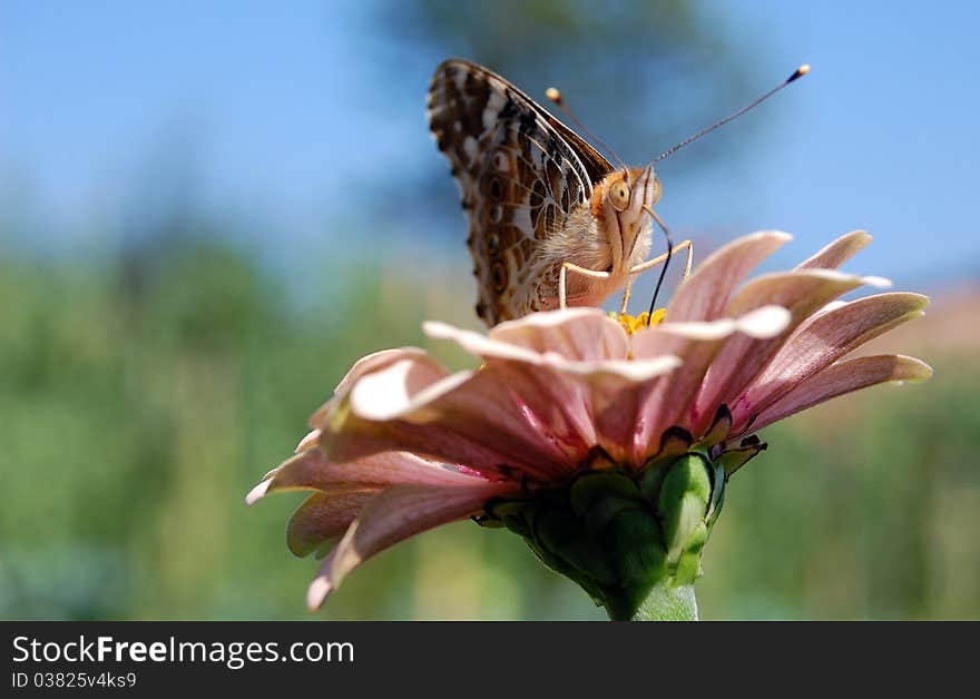 Butterfly on a flower