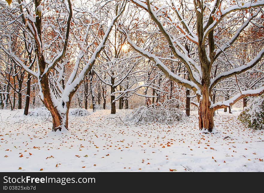 Group of maples under snow. Group of maples under snow