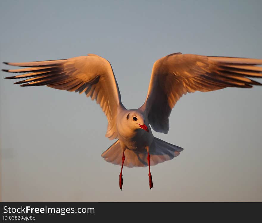 Gull grey and sky blue and white. Gull grey and sky blue and white