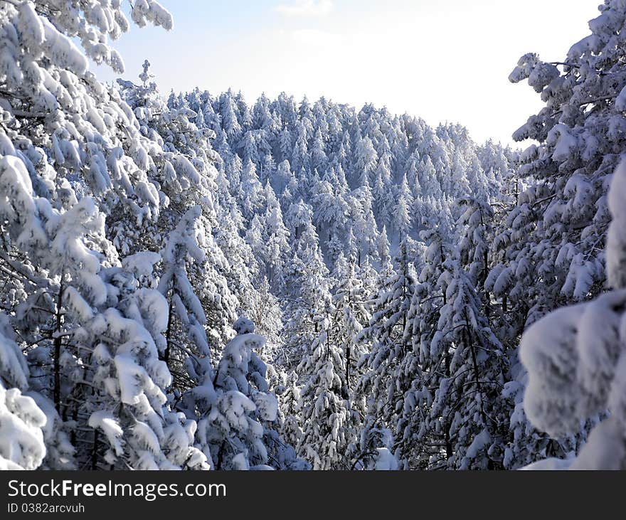 Winter Landscape, Tree Forest Covered By Snow