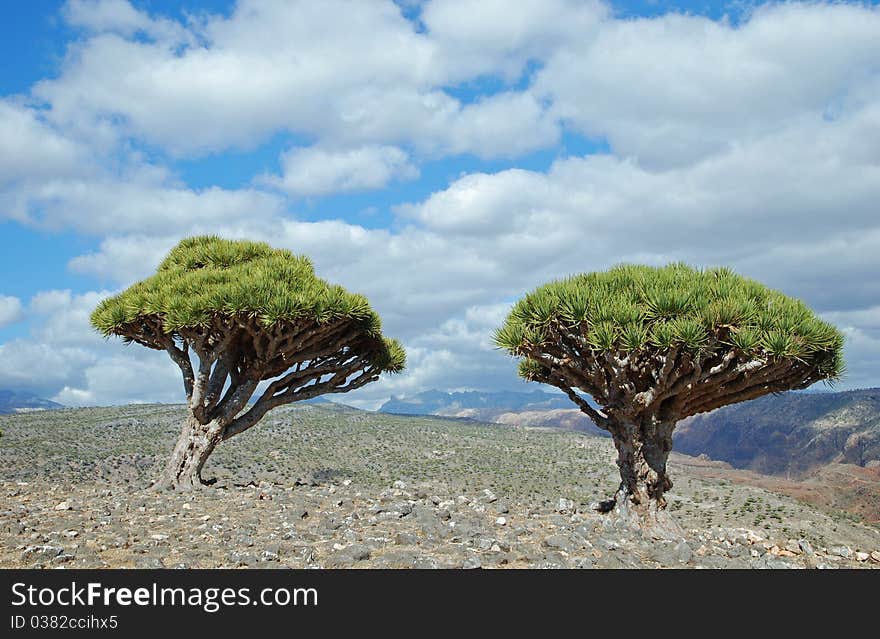 Dragon tree on Socotra