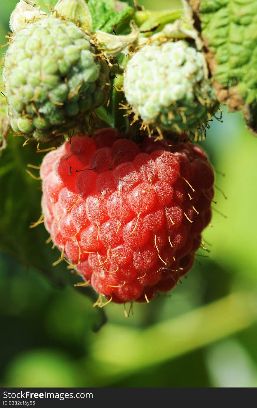 Raspberry growing