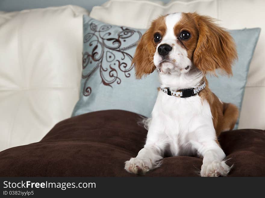 Studio portrait of a Cavalier King Charles Spaniel puppy.