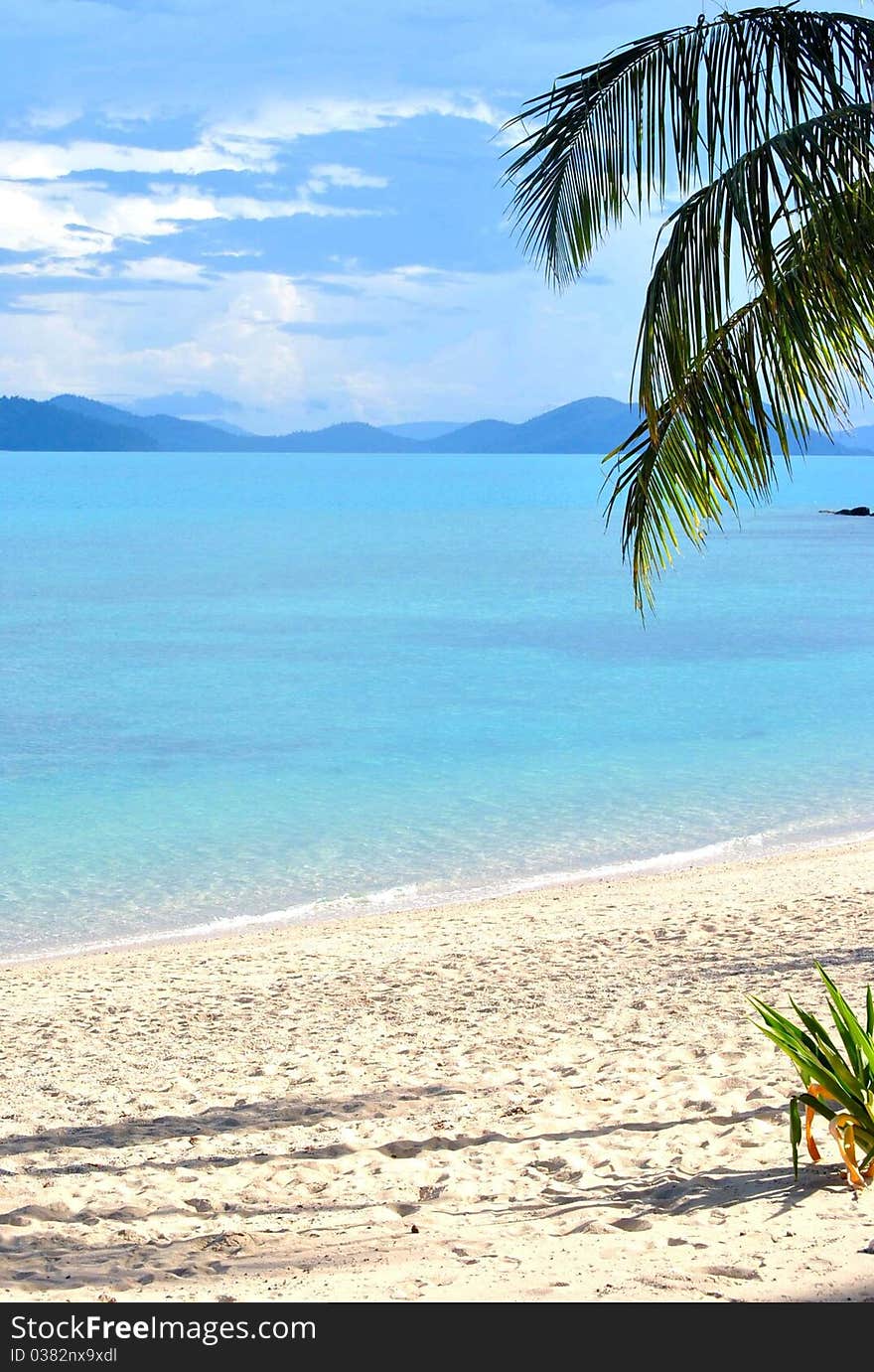 Coconut Tree Branches by a Beautiful blue ocean and beach