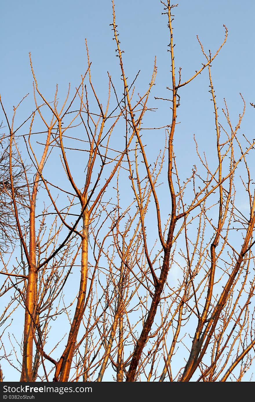 Branches of trees shined with the sun