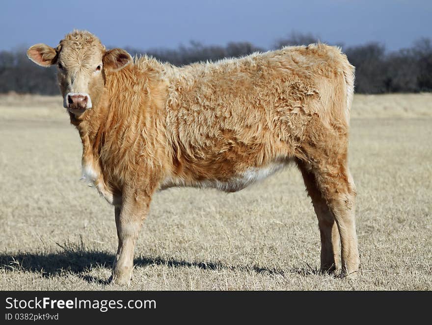 Yearling heifer calf, Charolais crossbred, golden red curly fur, winter pasture, brown grass, blue sky