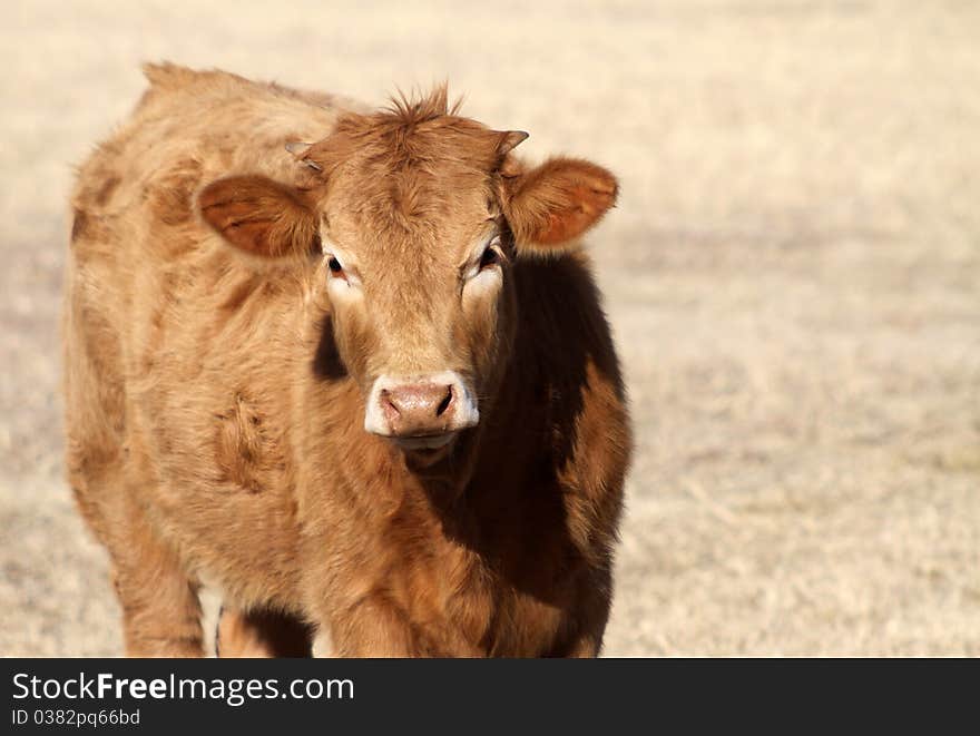 Yearling heifer calf, Charolais crossbred, red, curly fur, winter pasture