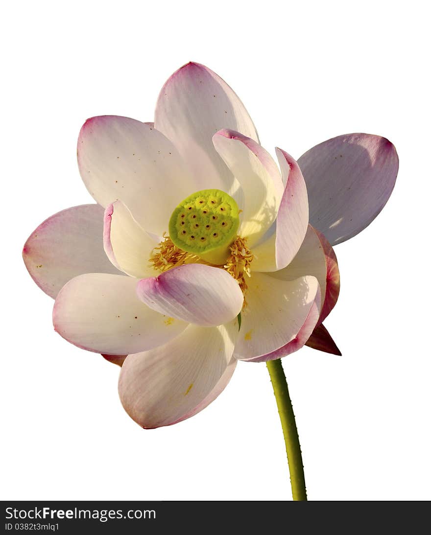 The Flower, Pink Lotus