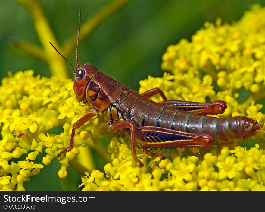 Locust sitting on yellow flower