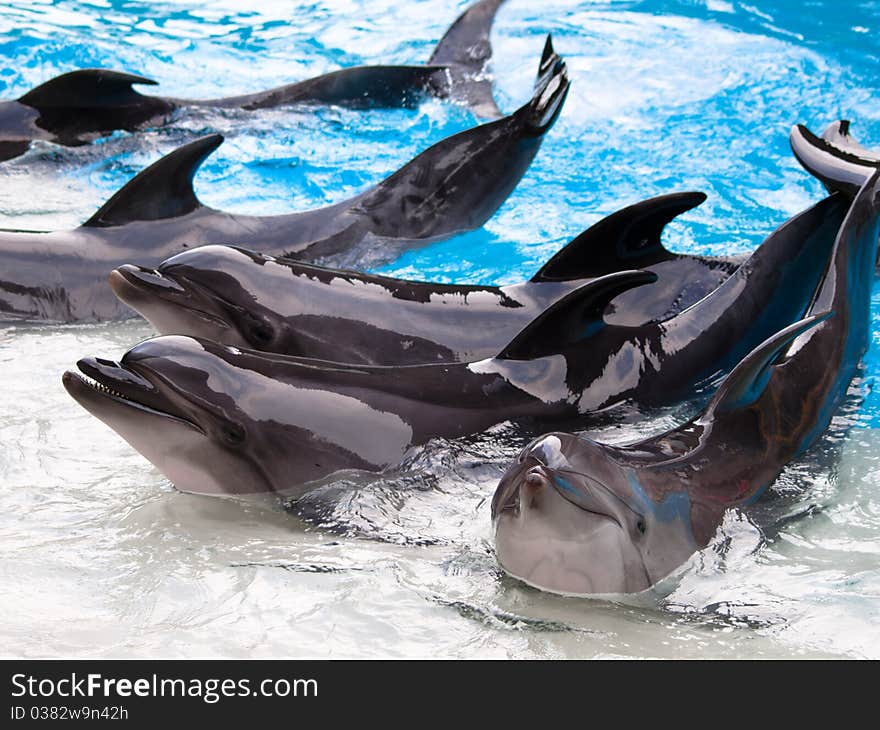 Dolphins group show in the pool. Dolphins group show in the pool