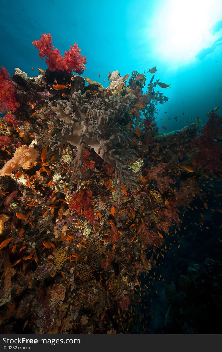 Fish, coral and sun in the Red Sea.