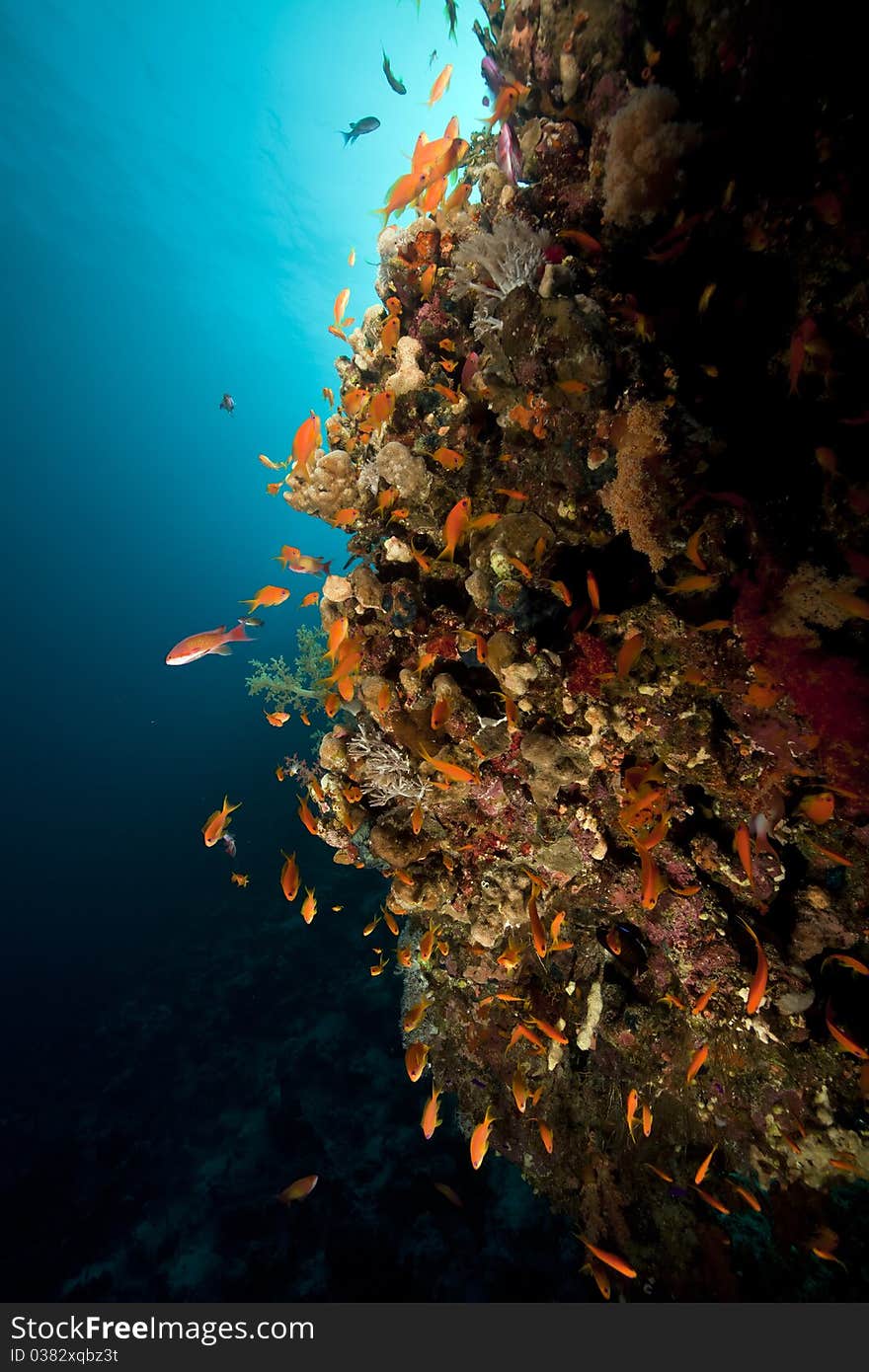 Fish, coral and sun in the Red Sea.