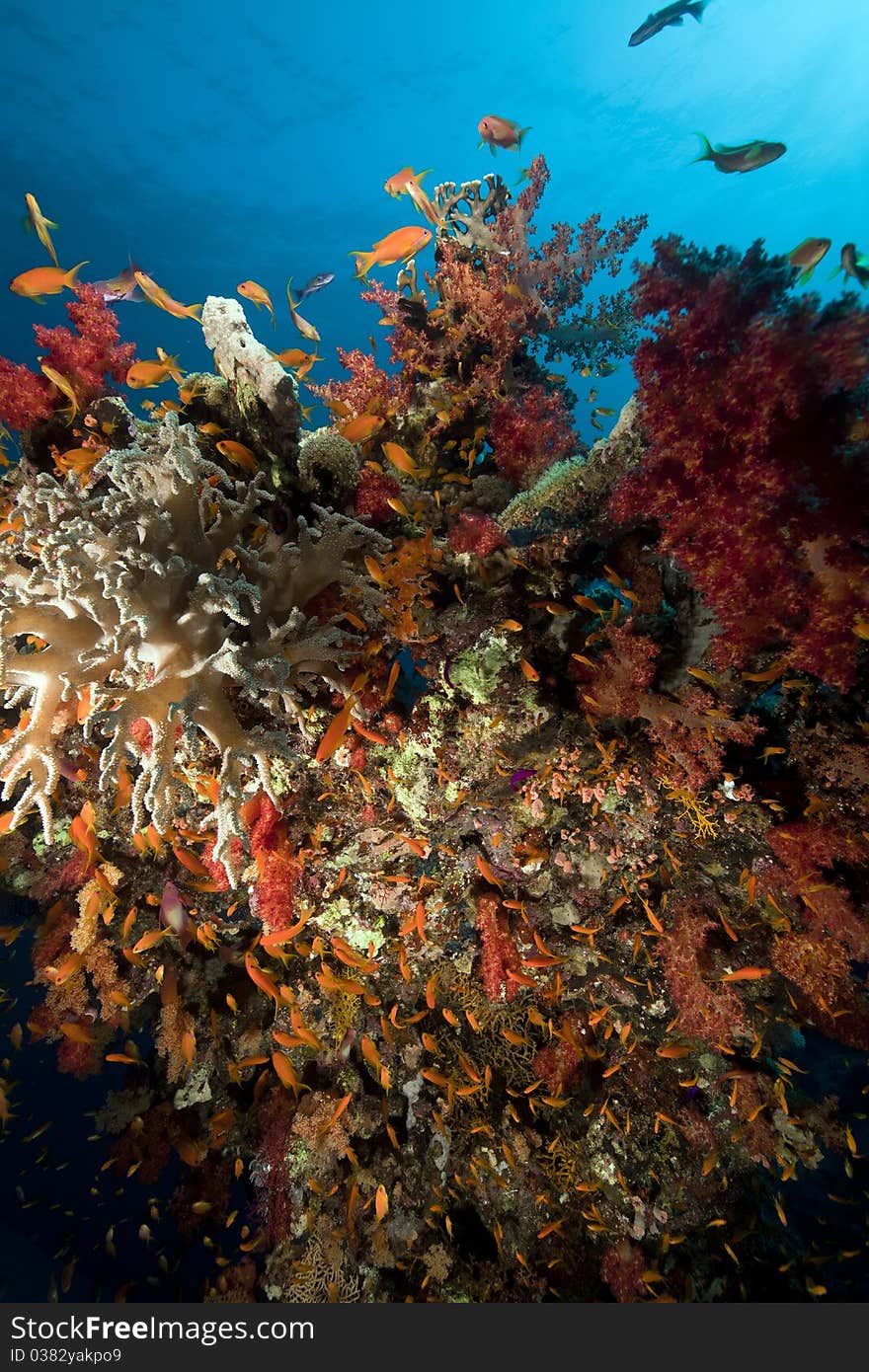 Fish, Coral And Sun In The Red Sea.